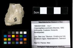 Foto (Objekt + Etiketten) von Cracensigillatus acutirostris (Moericke, 1889) 